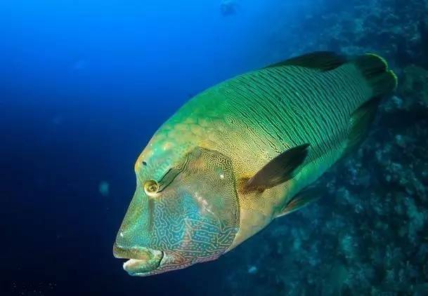 浦東觀察浦東這所高校的師生成功破解了蘇眉魚的求偶秘訣